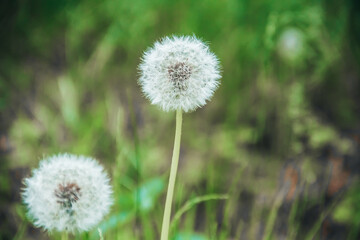 Two White fluffy dandelions in the woods among the green grass. Land Protection Day, Easter, Spring. Banner. A place for text. Close up