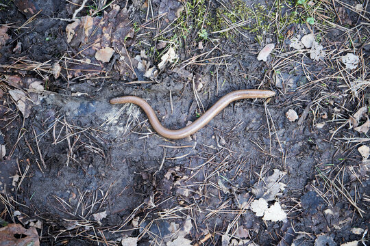 Anguis fragilis, padalec zwyczajny 