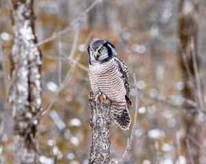 Northern Hawk Owl (Surnia ulula) perched on top of a tree stump while searching for prey in Canada