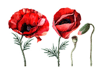 Flowers of scarlet poppies with buds and a head of seeds on a stem with green leaves. Hand drawn watercolor painting on white background for design of cards, wedding invitations, print, packaging.