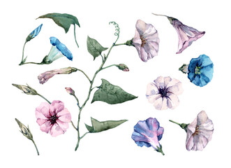 Set of isolated elements of petunia flowers, buds, green leaves and twigs of bindweed on a white background. Hand drawn watercolor for design of fabric, wrapping, packaging, textiles.