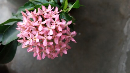 pink flower