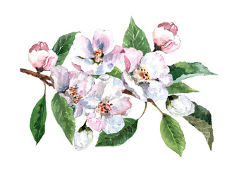 Blooming apple tree branch with delicate flowers, buds and green leaves. Hand drawn watercolor on white background for design of cards, wedding invitations, banner, fabric, wrapper, packaging.