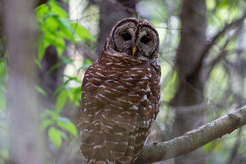 Barred owl