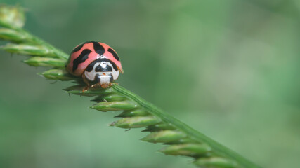 Ladybug on grass flower
