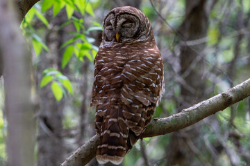 Barred owl2