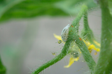 mealybug on the tomato tree 