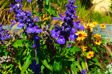Fototapeta premium Blumen