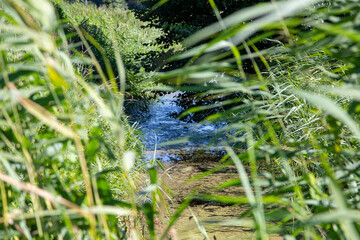 A small stream surrounded by grass and trees