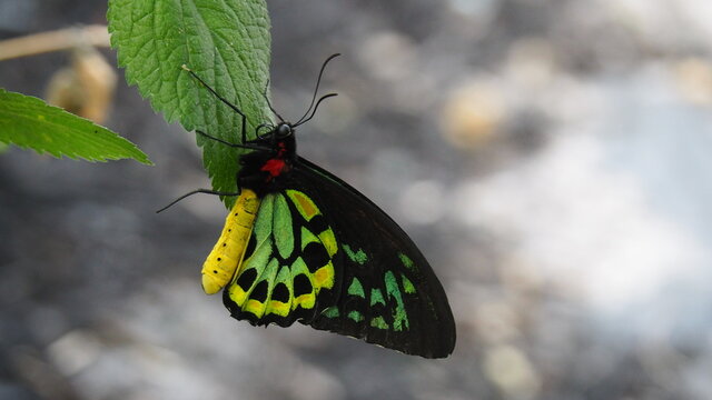 Black yellow and green Malachite or brush footed butterfly hangs from leaf - closeup