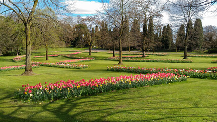 English lawn with strips of tulips in the middle of the trees. Photographed in Italy, in the Sigurtà Garden Park.