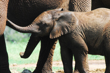 Africa- Close Up of a Cute Wild Elephant Calf Among the Herd