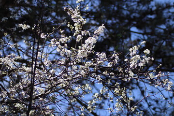 blossom in spring