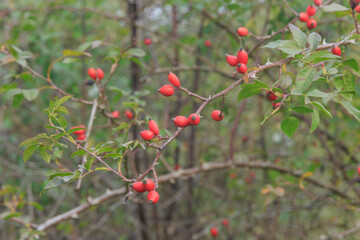 Obraz premium branch with red rose hips on forest background