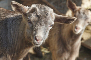close-up portrait of a little gray goat
