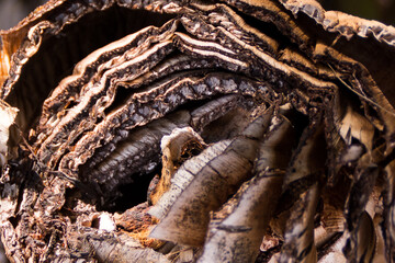 wooden texture. Abstract. Dried Banana tree trunk