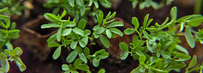 Fresh young green plant shoots close-up, banner,top view.