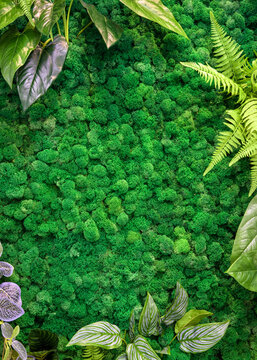 Vertical Garden Background, Green Moss In Office Or Home Interior For Wallpaper