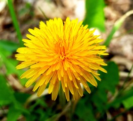 Little spring dandelion