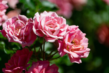Shot of a bunch of beautiful pink roses