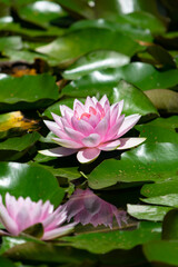Shot of beautiful pink water lily