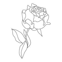 Fototapeta na wymiar Peony flower, line art. Vector illustration. Isolated on a white background. Hand drawing. Sketch. For attachments, postcards, tattoos, decor.