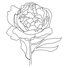 Peony flower, line art. Vector illustration. Isolated on a white background. Hand drawing. Sketch. For attachments, postcards, tattoos, decor.