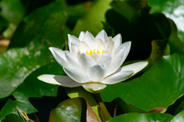 Shot of beautiful white water lily