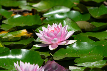 Shot of beautiful pink water lily