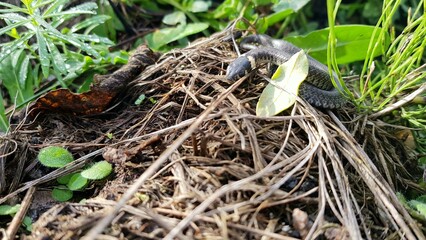 Little snake cub in the grass