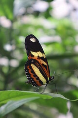 butterfly on leaf, butterlfy, mariposa, borboleta, insect