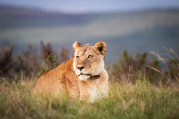 A single female lion in South Africa lying in the grass.