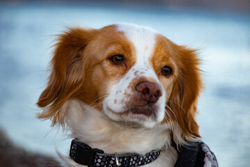Dog posing near the beach at the sunset time