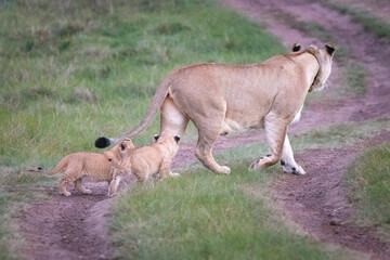 A female lion mother with its cubs.
