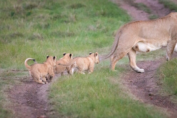 A female lion mother with its cubs.