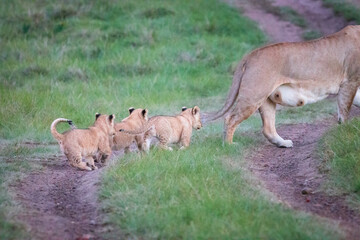 Naklejka na ściany i meble A female lion mother with its cubs.