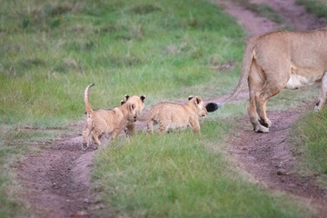 A female lion mother with its cubs.