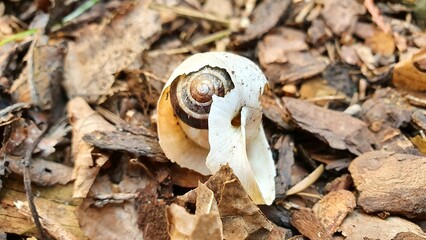 snail on a leaf