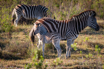 Fototapeta na wymiar Cape Mountain Zebra foal with its mother.