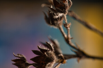 letzten Blüten des Winterwetters in Nahaufnahme