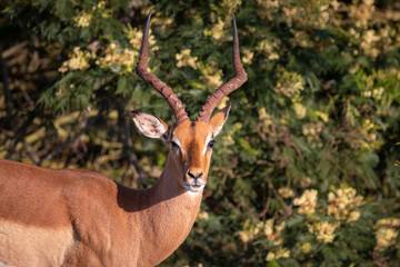 Male impala antelope.