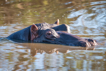 Fototapeta premium Isolated hippo in water.