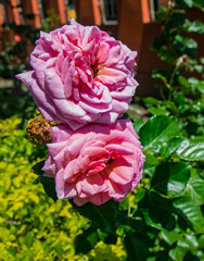 Beautiful rose blooming in a garden with tropical climate