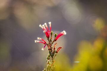Erica versicolor with red tubular blossoms.