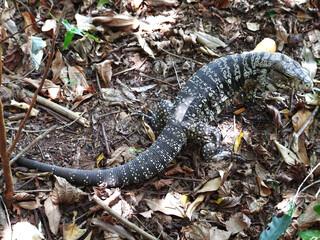 Beautiful monitor lizard in the meadow, Brazil