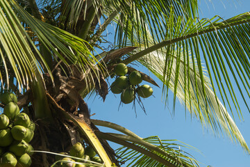 Coconut palm leaves on a clear day