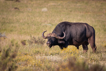 Grazing Cape Buffalo or African buffalo.
