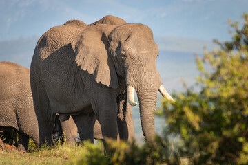 Elephants in South Africa.