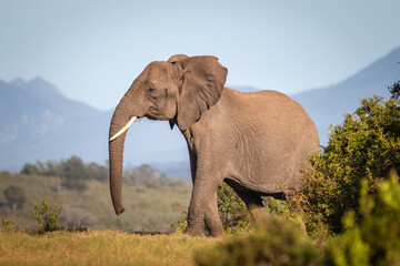 Fototapeta na wymiar Elephant in South Africa.
