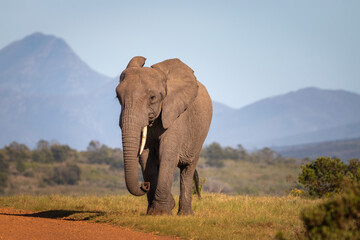 Obraz na płótnie Canvas Elephant in South Africa